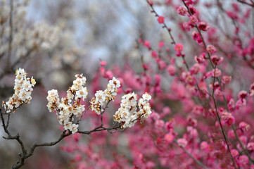 Bright pink plum blossoms fill the trees in late February in Japan