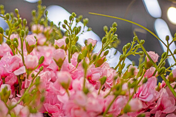 growing decorative flower Freesia Bila. Caring for decorative plants