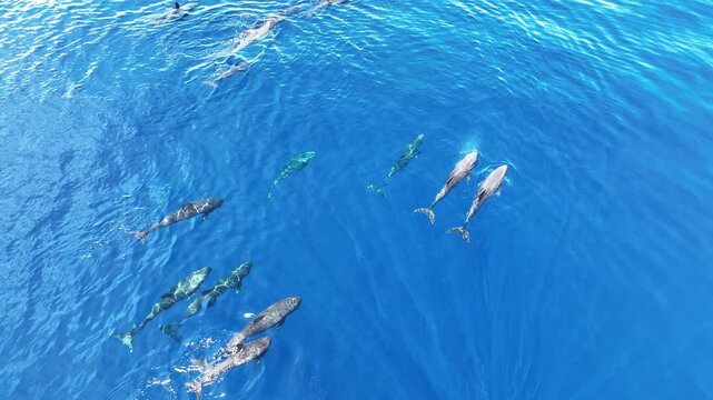 Melon-headed whales, Peponocephala electra, swim at the surface of the Gulf of Tomini on the east coast of Sulawesi, Indonesia. These widely-distributed toothed whales are rarely encountered.