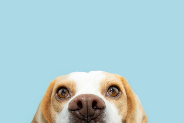 Close-up curious beagle puppy dog peeking over a blank. Isolated on blue pastel backgorund