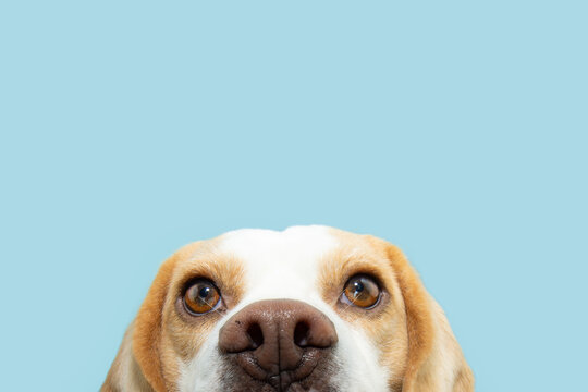 Close-up curious beagle puppy dog peeking over a blank. Isolated on blue pastel backgorund