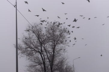 silhouettes of leafless trees and flying black birds against a gray sky on a foggy morning