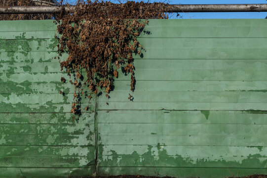 dry leaves and branches of a creeper hang on an old green metal fence