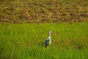 great white heron ardea cinerea