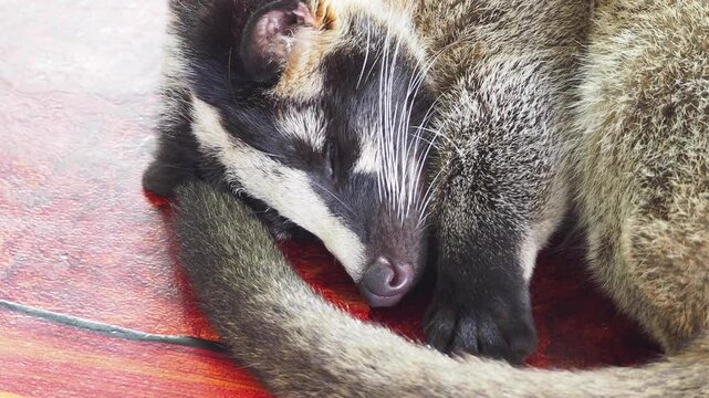 Close-up of a snout of a civet as it sleeps, curled up on a wooden table.