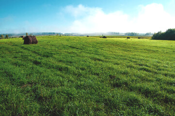 field of wheat