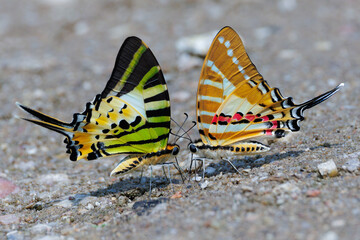 Two tropical species of swallowtail butterflies feeding on the wet ground.