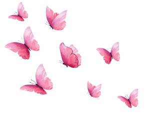 pink butterfly on white background	