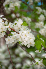 apple tree blossom