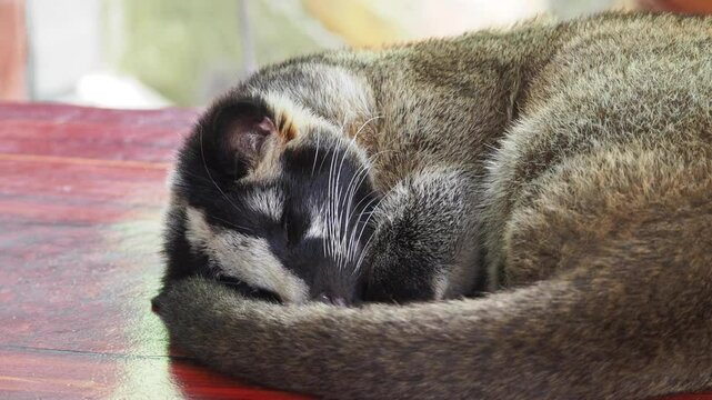 Close-up of a sleeping civet curled up on a wooden table, its body relaxed and still.