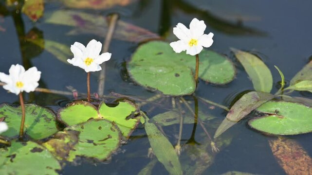 Nymphoides aquatica or banana lily. It &nbsp;is an aquatic plant in the&nbsp;Menyanthaceae. This is common names water&nbsp;banana plant, banana lily,&nbsp;and the&nbsp;big floatingheart. Its root is like a banana. White lily