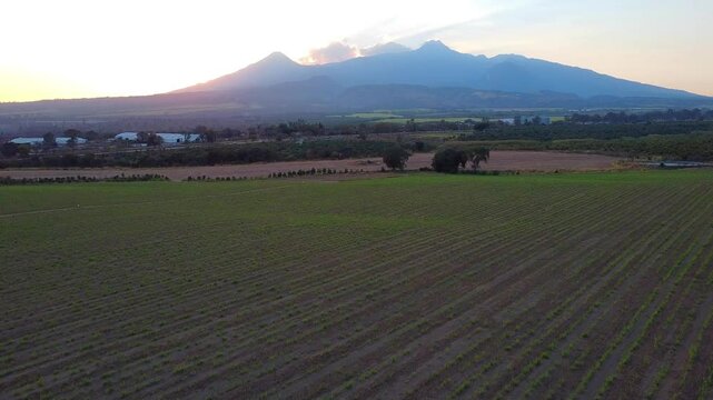 Drone shot of the cultivated fields with Colima volcanoes in the background at sunset, Mexico
