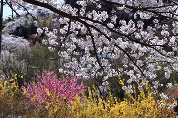 春爛漫満開