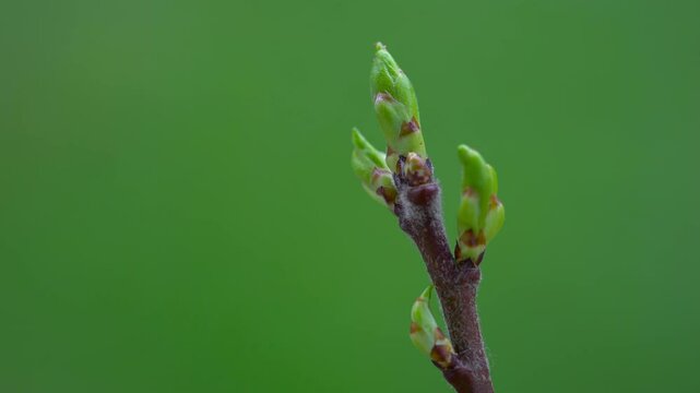 Medlar, beginning of leafing, spring (Mespilus germanica) - (4K)