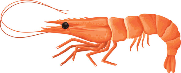 Cartoon shrimp. Raw or boiled seafood, tiger shrimps meat, king prawns without shell flat vector illustration icon. Ocean shrimps collection