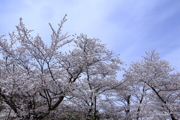 Fototapeta premium 春爛漫満開