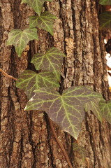 Ivy leaves on tree trunk