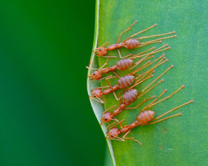Red ants together building the nest