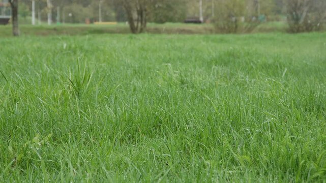 Falling snow during spring month on fresh juicy green grass in park. Increase in number of abnormal weather phenomena during sharp climate change and global warming.