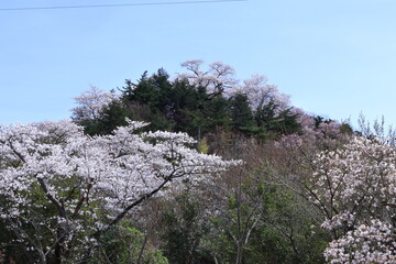 春爛漫満開