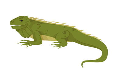 Naklejka premium A detailed green iguana in a side view, depicted in a flat, cartoon style on a white background. The reptile has textured skin, a long tail, and spiky dorsal scales. Vector illustration