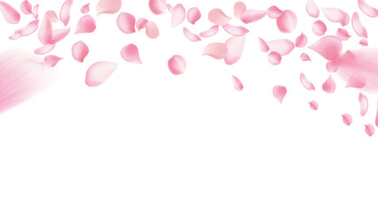 Rose petals or sakura flying petals, romantic background with realistic pink cherry flower petals flow or falling motion. Love, romance, floral spring season,cherry blossom
