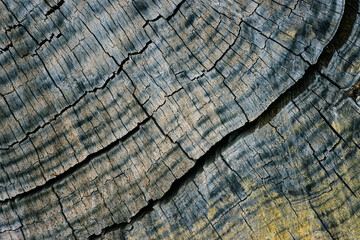 Fototapeta premium Background of wooden tree log texture