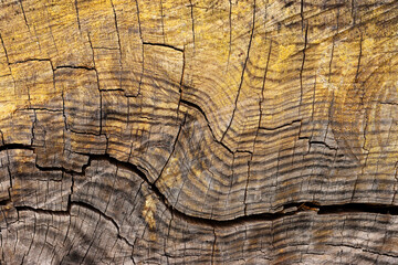 Fototapeta premium Background of wooden tree log texture