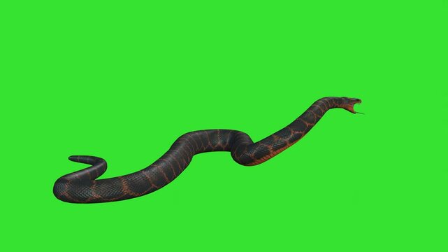 Black and watch side running or walking green screen or chroma key video clip