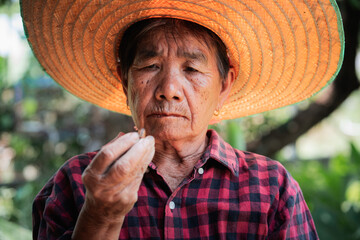 Fototapeta premium Elderly woman examining seeds in a lush garden thailand portrait natural light introspection