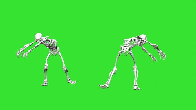 Zombie style skeleton walking or skull green screen or chroma key video clip animation background