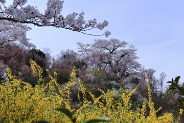 春爛漫満開