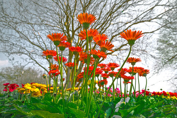 field of flowers
