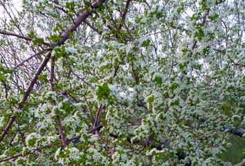 Spring is coming, blossom flowers on the trees, background