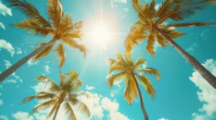 Obraz premium Gazing upwards at tall palm trees while enjoying the sun shining through them