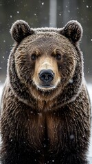 Obraz premium A close-up of a majestic bear in a snowy environment, showcasing its thick fur and expressive eyes, creating a captivating wildlife moment.