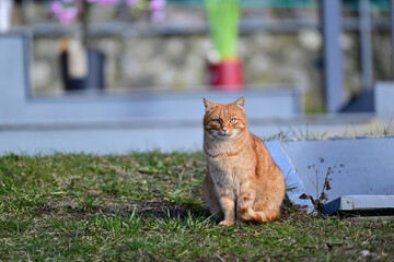 Portrait of a red domestic cat sitting on the grass in front of the house

