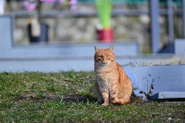 A red domestic cat sits in the garden in front of a house in the village