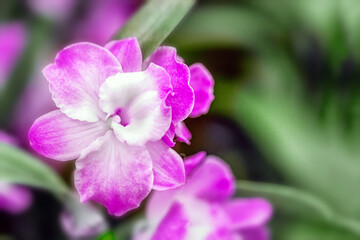 pink orchid flower