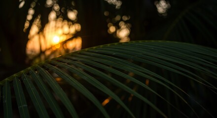 Fototapeta premium 夕焼けオレンジ輝く、ヤシの葉のシルエット