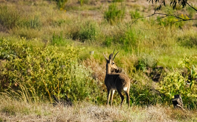 Grey Rhebok ram (Pelea capreoius).