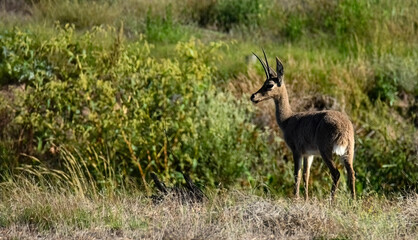Grey Rhebok ram (Pelea capreoius) ram from the back.