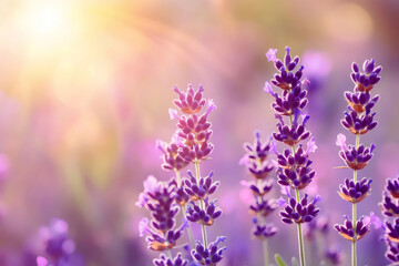 Soft Focus Lavender Flowering Field with Blurred Natural Summer Background