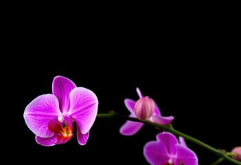 Obraz premium A vibrant pink orchid blossom against a stark black background, shadow, fragile