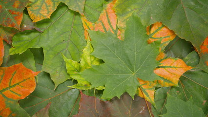 Colorful and vibrant Leaves in Autumn  A true reflection of Natures beautiful Palette