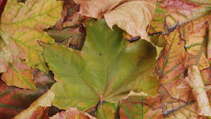 Vibrant Autumn Leaves Displaying a Central Green Leaf Amidst a Sea of Colors and Beauty
