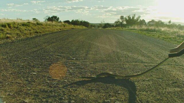 Man Grabs Snake By tail