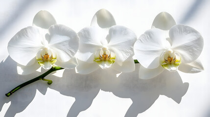 Obraz premium Orchid Trio: Three pristine white orchid blossoms, capturing the delicate beauty of each petal against a play of shadows, representing elegance and natural sophistication.