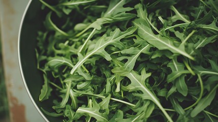 Fresh Green Arugula Salad Leaves Close Up