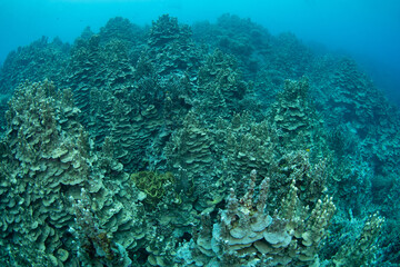 A healthy reef of Montipora coral grows along the coast of Pulau Unauna, North Sulawesi. This area, near the Togian Islands, lies just below the equator and harbors extraordinary marine biodiversity.